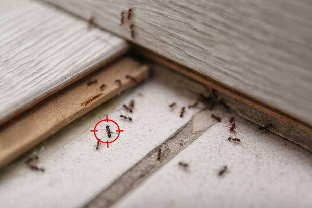 Best Pest Prevention Services  in Orion, IL