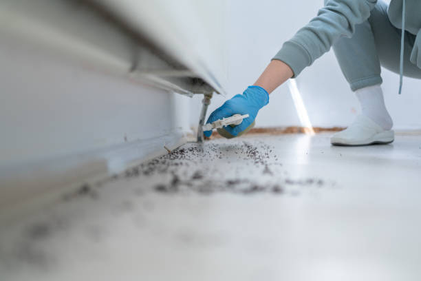 Best Termite Control Services  in Orion, IL